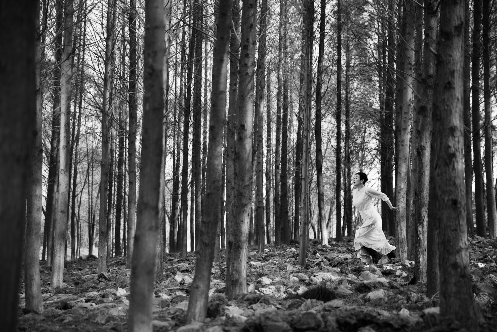 JIN Feng , Lost in the Woods 迷失森林, 2014