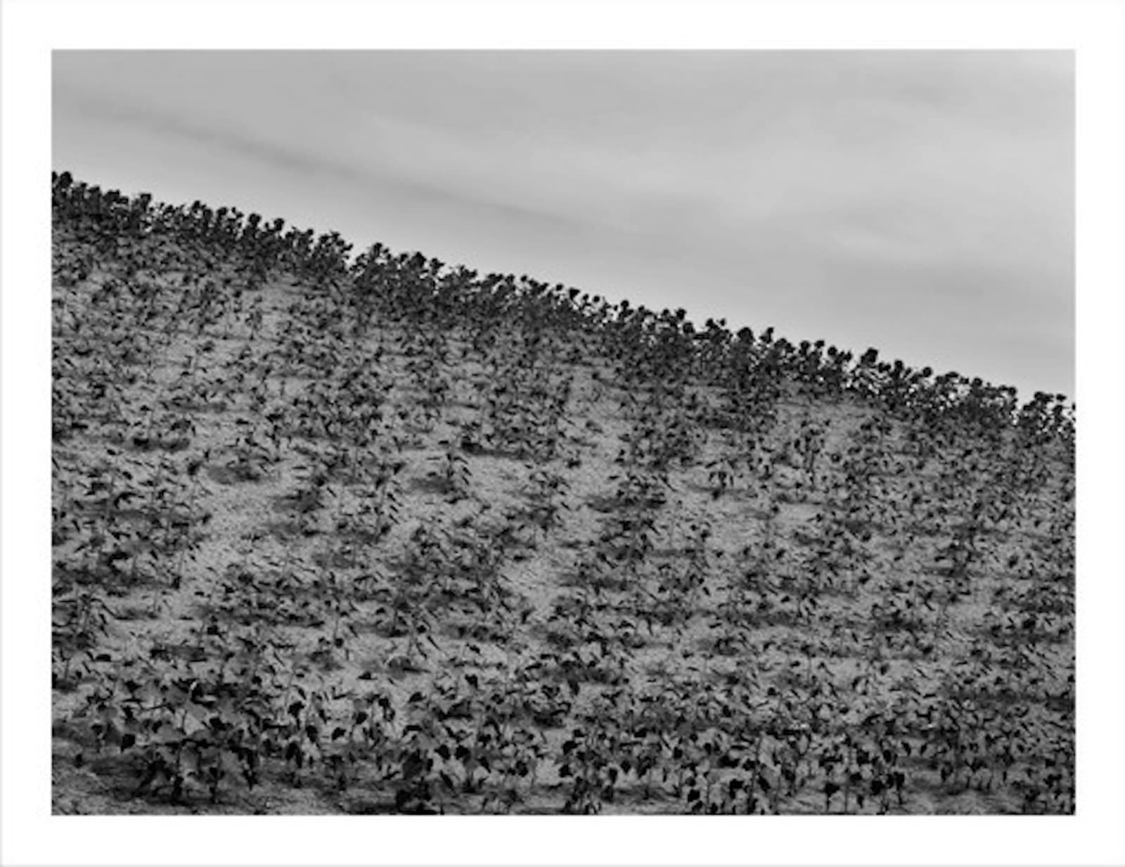 WANG Zheng, Sunflower Zhangjiayuan, Ningxia Province 向日葵 宁夏张家源, 2008