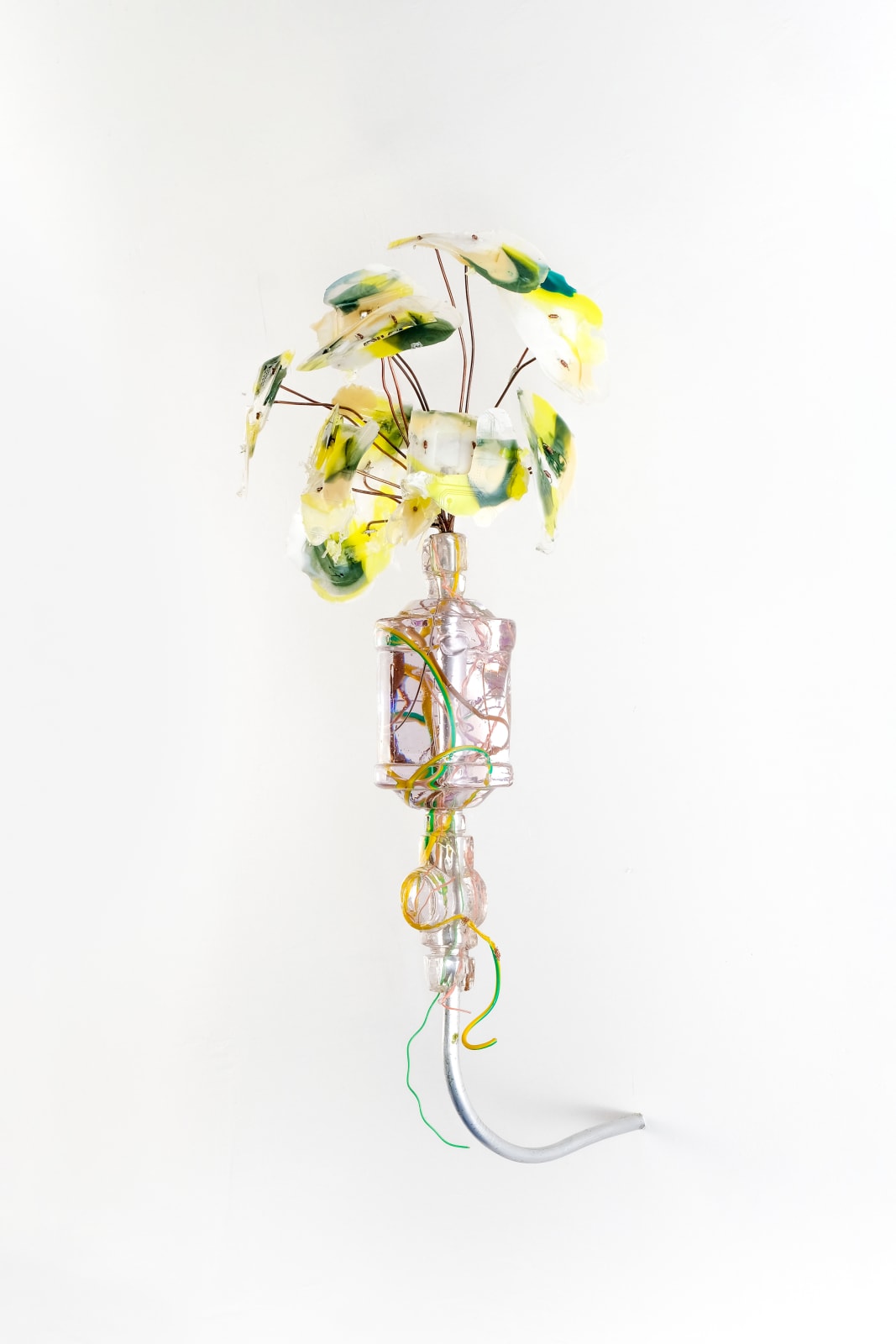 Gillian Brett, Parthenium hysterophorus var. lyratum, 2025