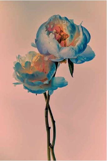 Billy Kidd, Painted Flowers n. 74