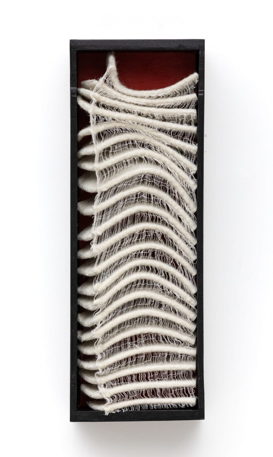 Kristy Kún, Specimen Series, 2019