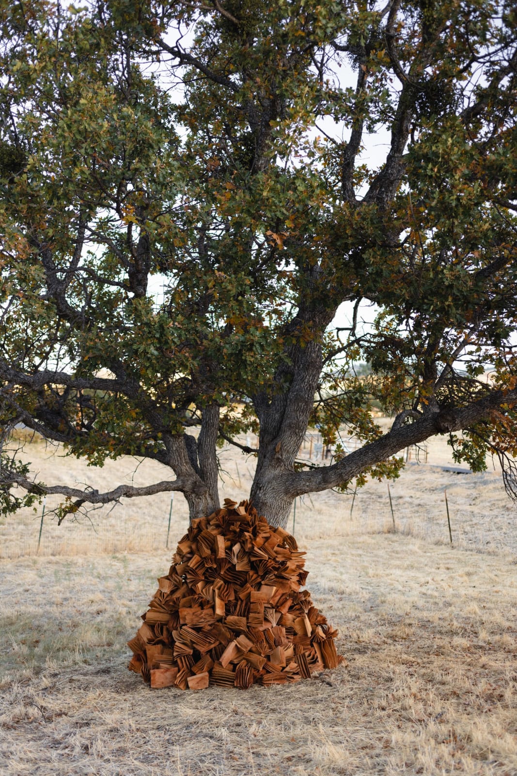 Christian Burchard, Emerging no. 2, 2024