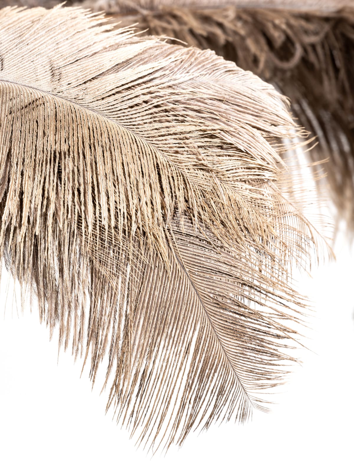 Karamajong Headdress, Uganda