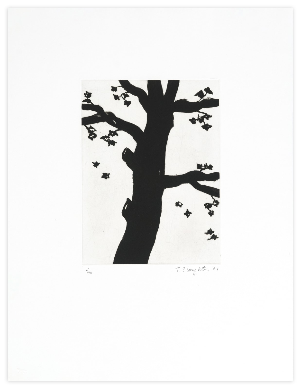 Tom Slaughter Old Maple Print Edition