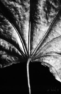 Ray Charles White, Maple Leaf Close Up, 1993