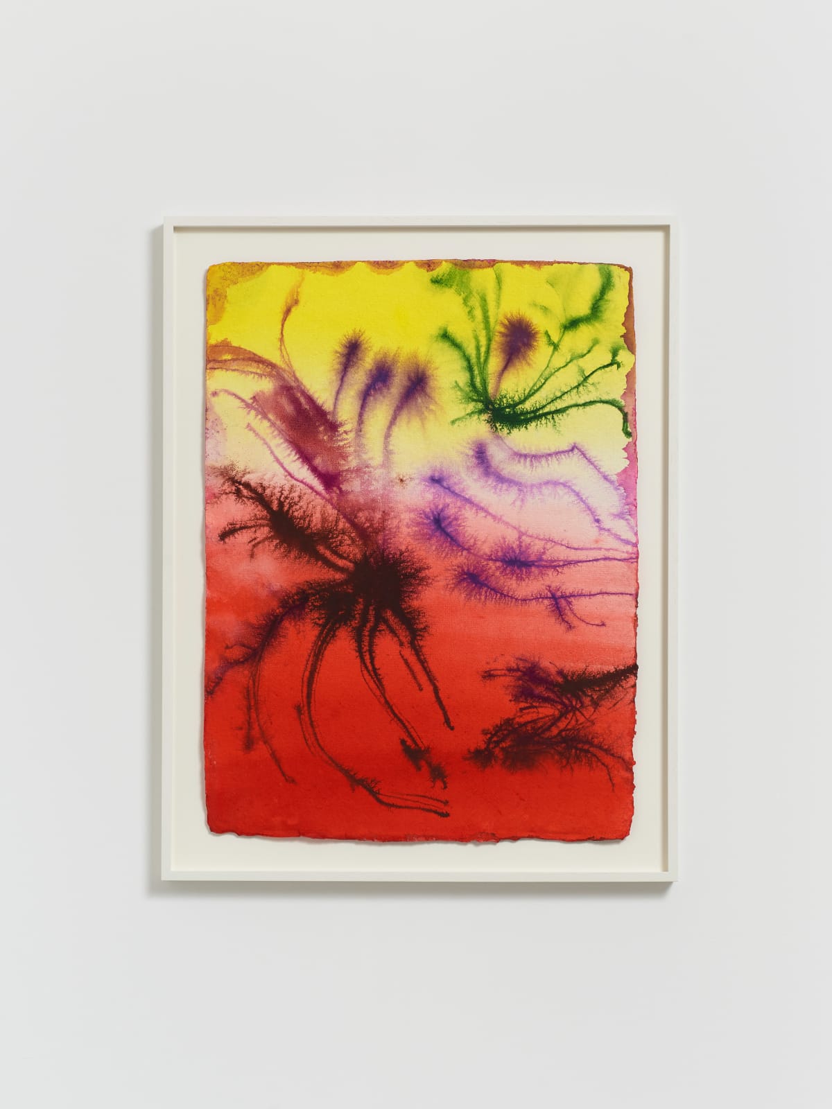 David Roth, Untitled (Flower Painting V006_24), 2024