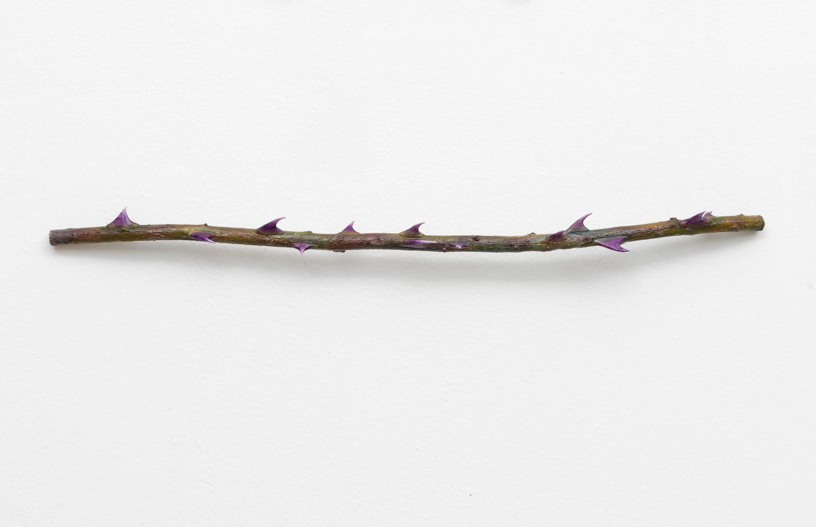 Maja Klaassens, Rose, 2022