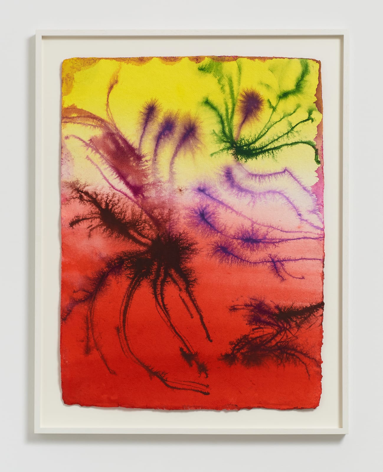 David Roth, Untitled (Flower Painting V006_24), 2024