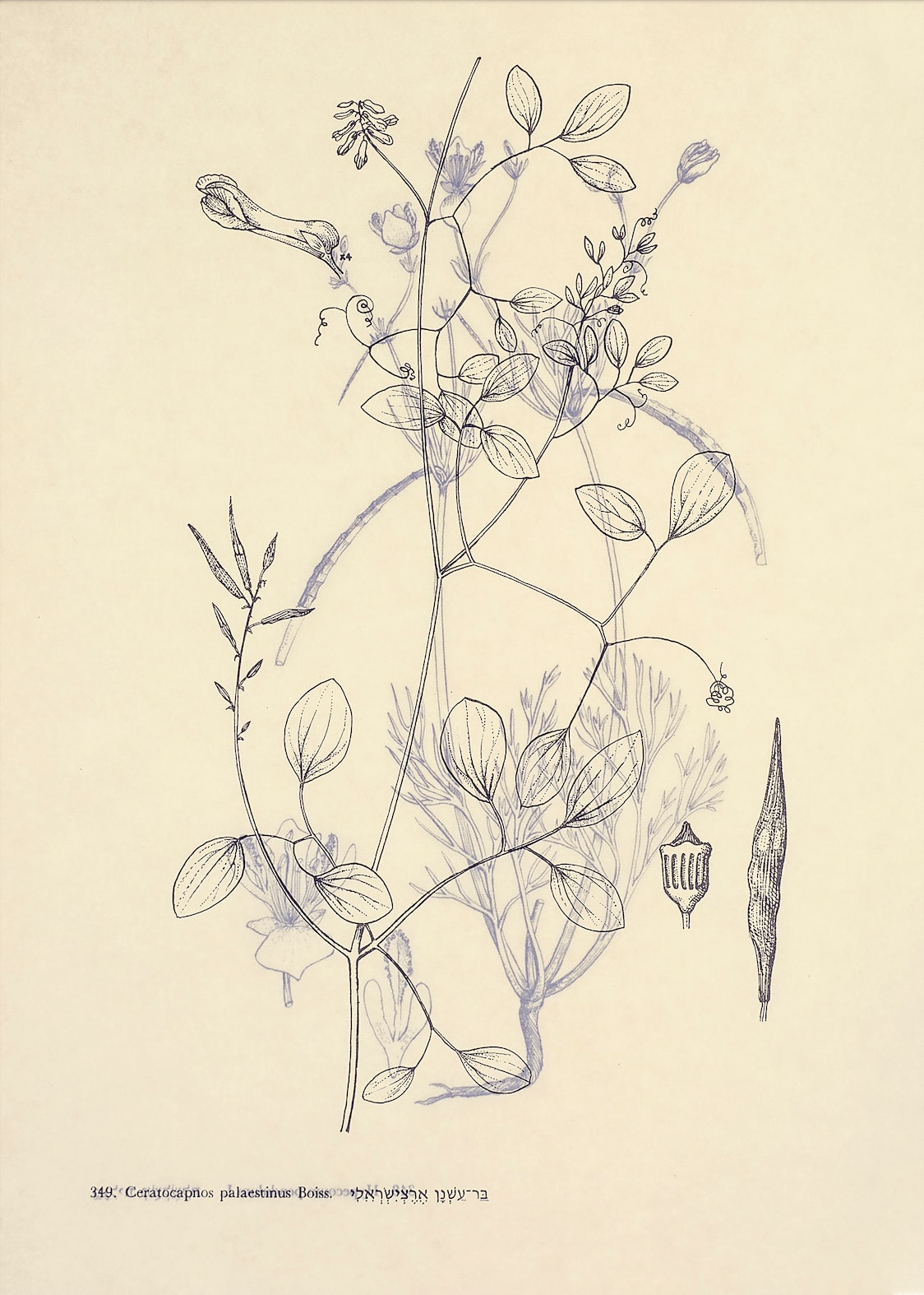 Dor Guez, Ceratocapnos palaestinus Boiss, 2023