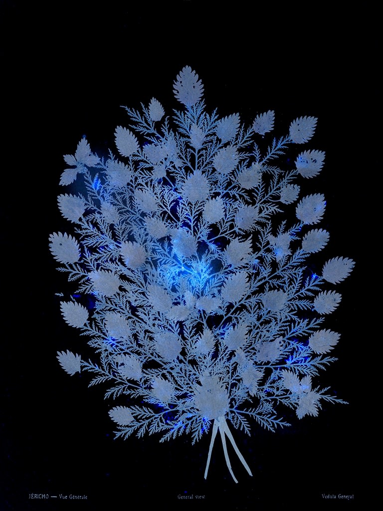 Dor Guez, Lilies of the field #1, Jericho, General view, 2019