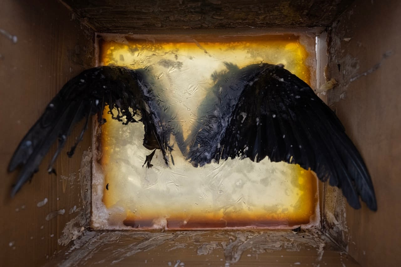 Bri Williams, Rapture, 2021