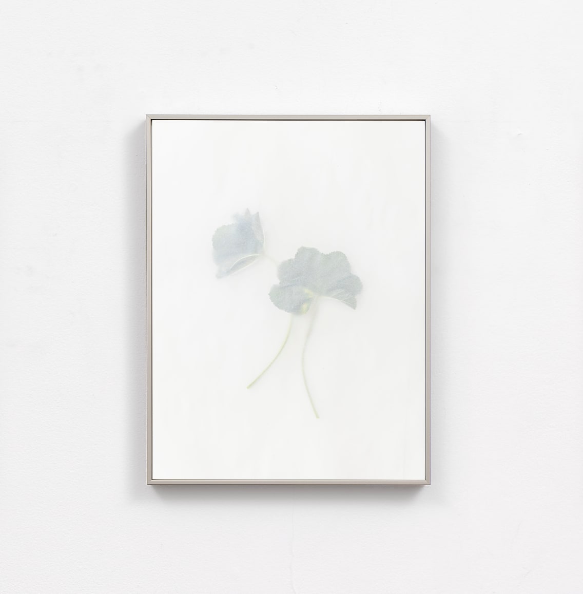 Dor Guez, Khubayza #8, 2025