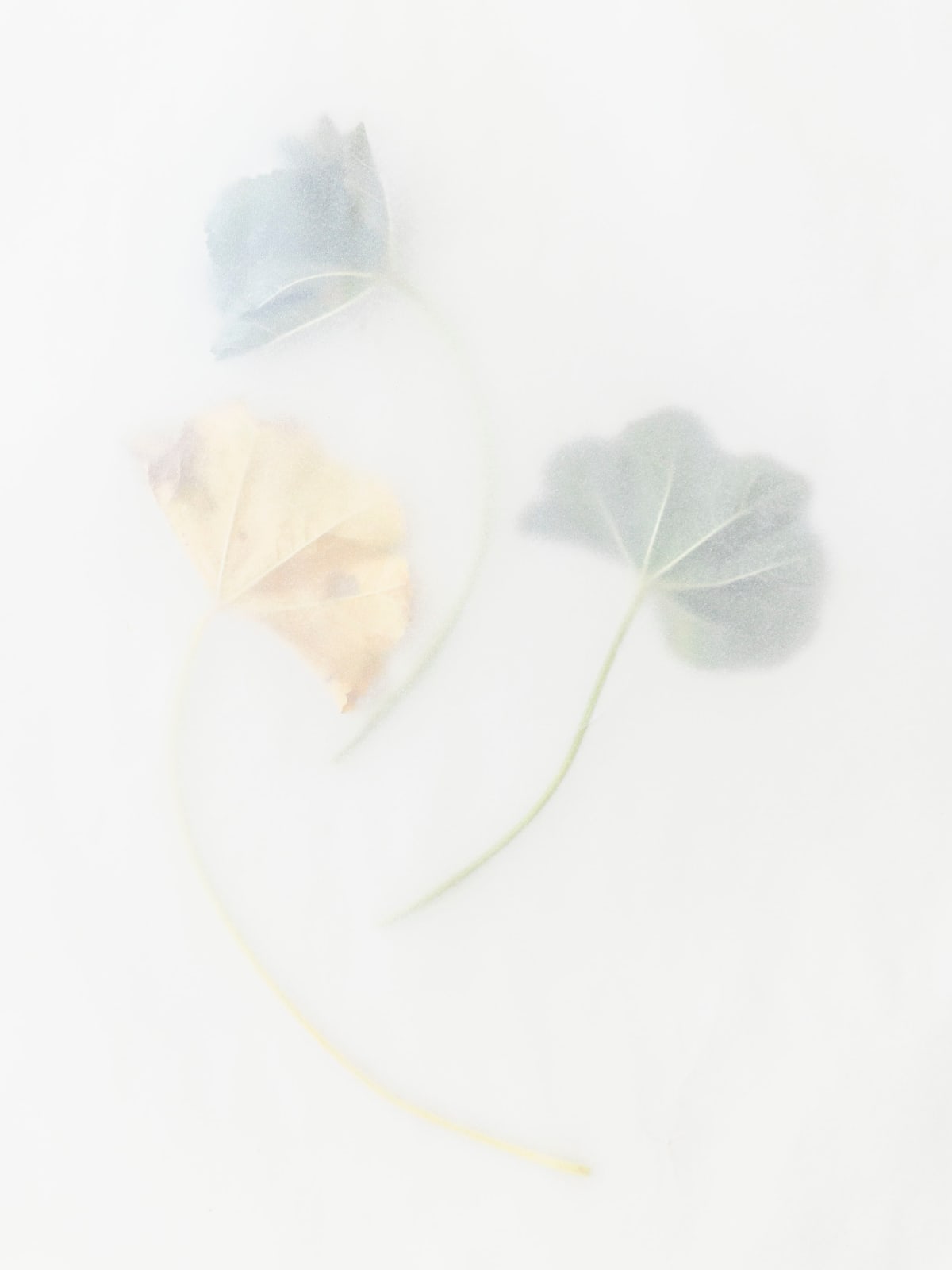 Dor Guez, Khubayza #9, 2025