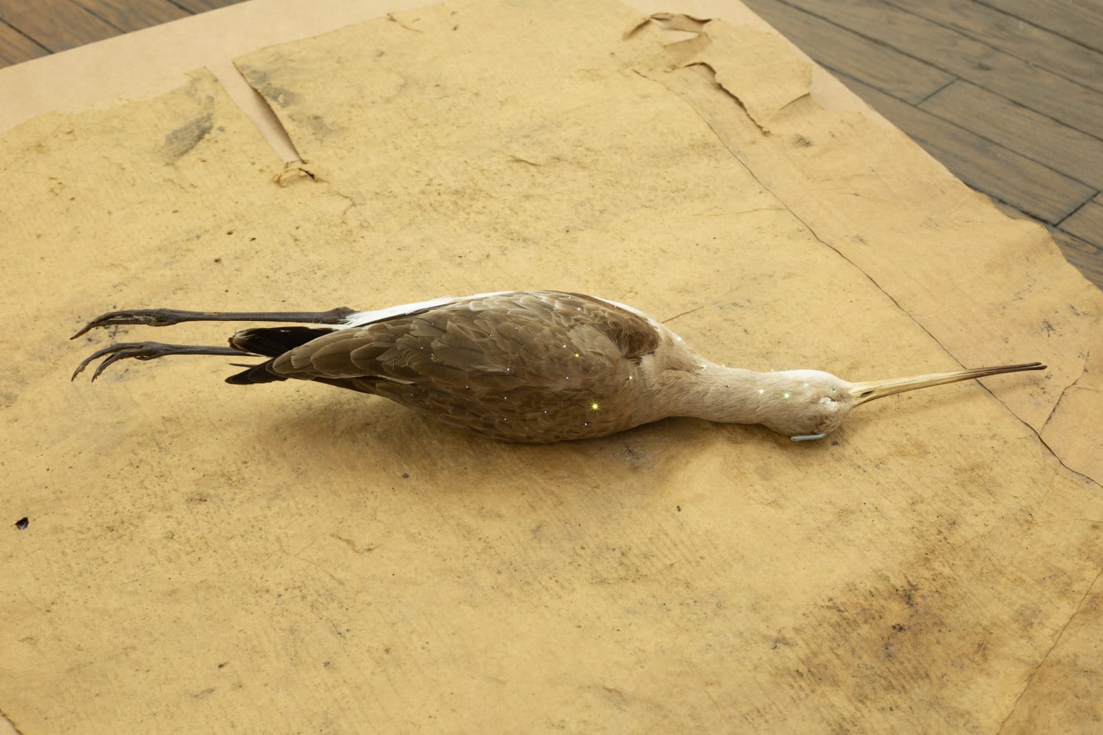 Ariel Schlesinger, Midnight Cowboy, 2022