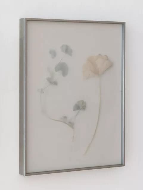 Dor Guez, Khubayza #10, 2025