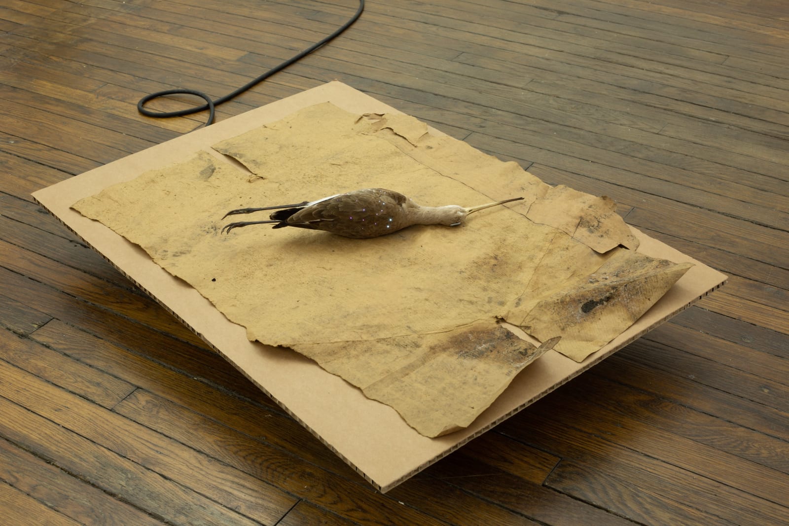 Ariel Schlesinger, Midnight Cowboy, 2022