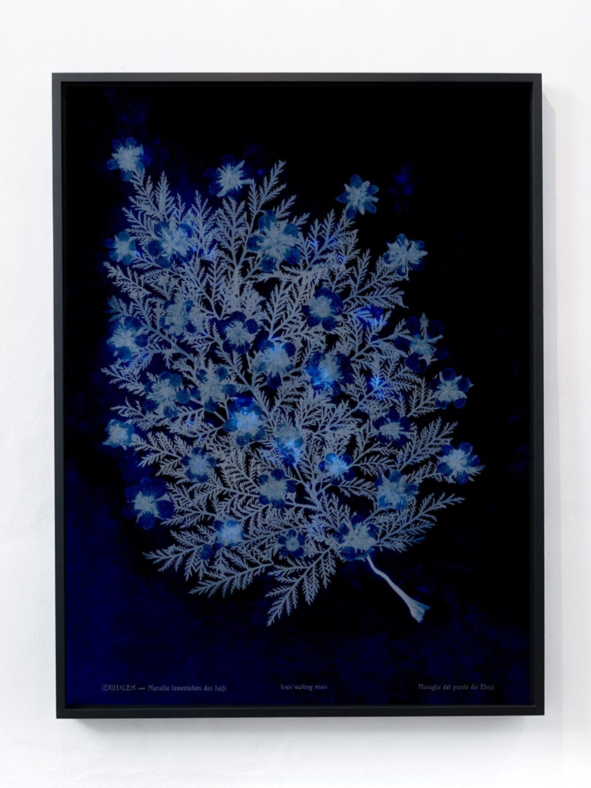 Dor Guez, Lilies of the field #3, Jerusalem, Jews' wailing place, 2020