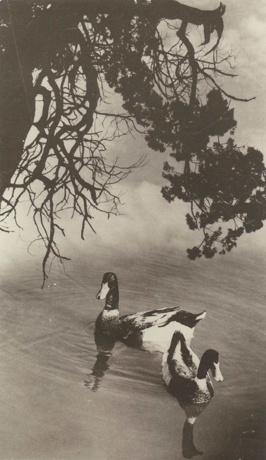 郎靜山 Lang Jingshan, 春江水暖 The Spring River Grows Warm