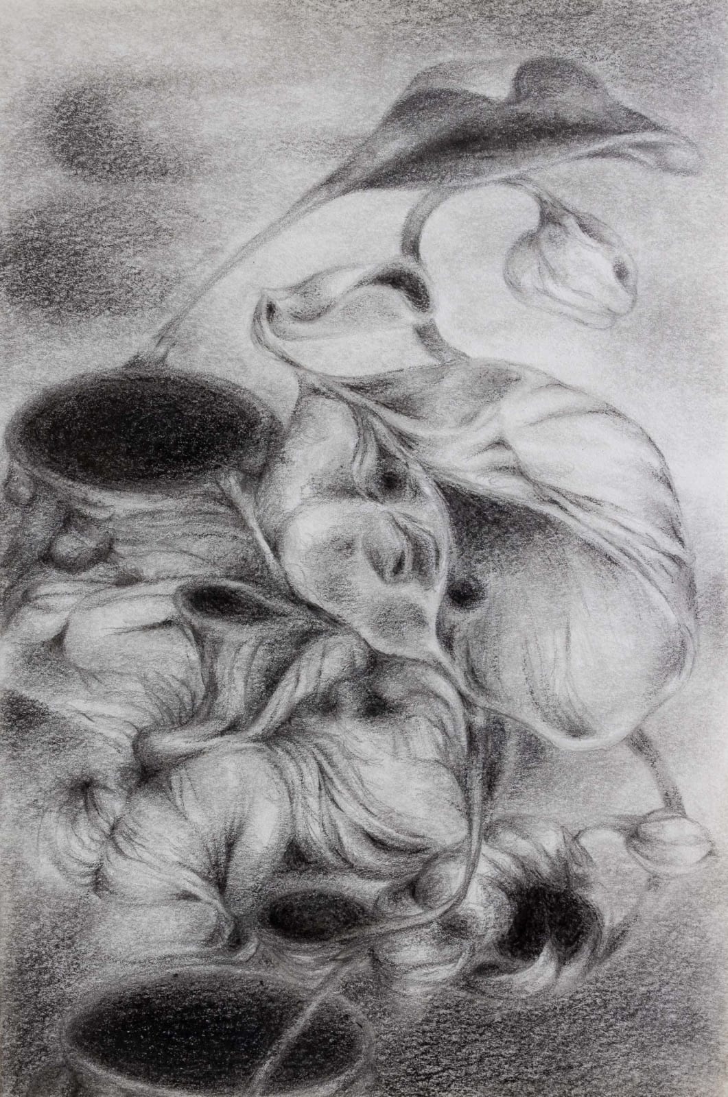 舒琮維 Jocelyn Shu, Orchid Series: Night, 2024