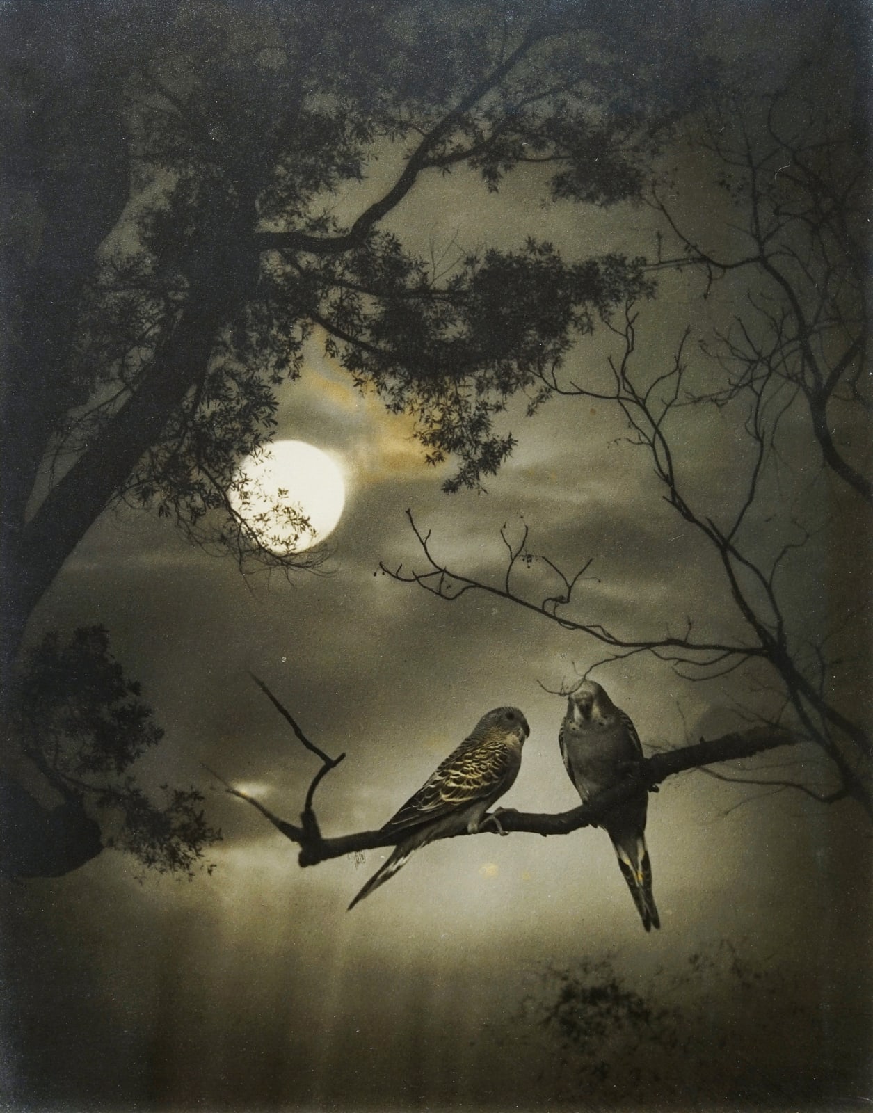 郎靜山 Lang Jingshan, 花好月圓 Full-moon Night, 1954