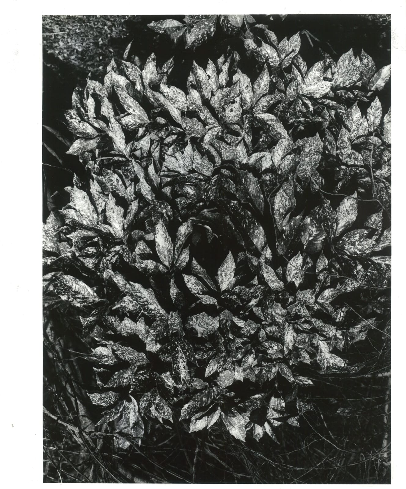 中平卓馬 Nakahira Takuma, 無題 Untitled, 1978 - 1989