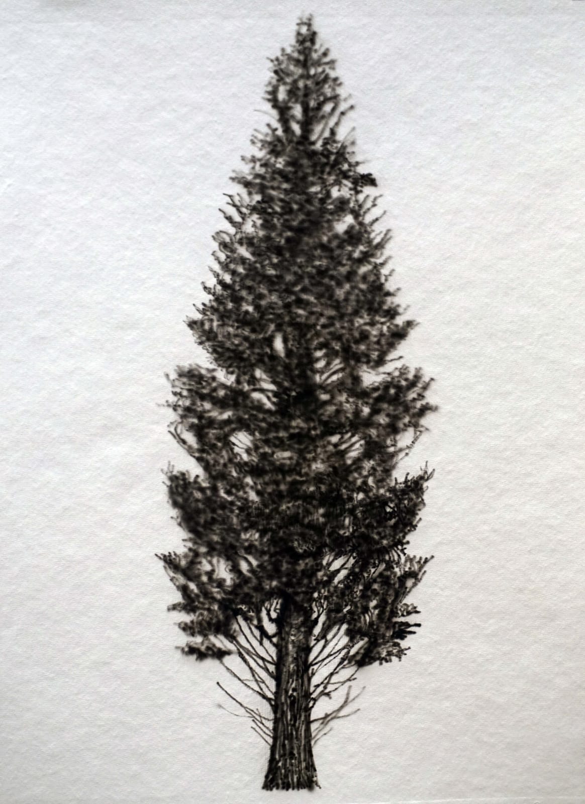 Eamon O'Kane, Baumtest, 2016