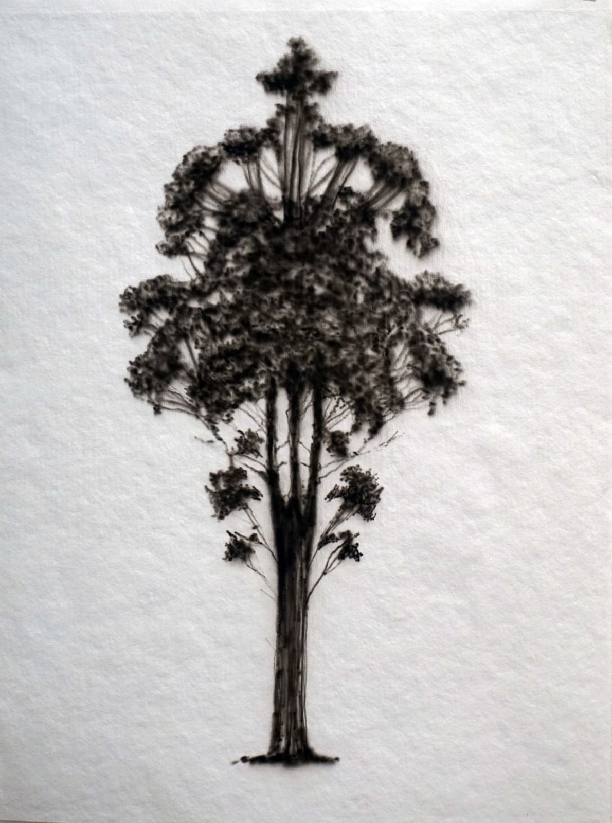 Eamon O'Kane, Baumtest, 2016