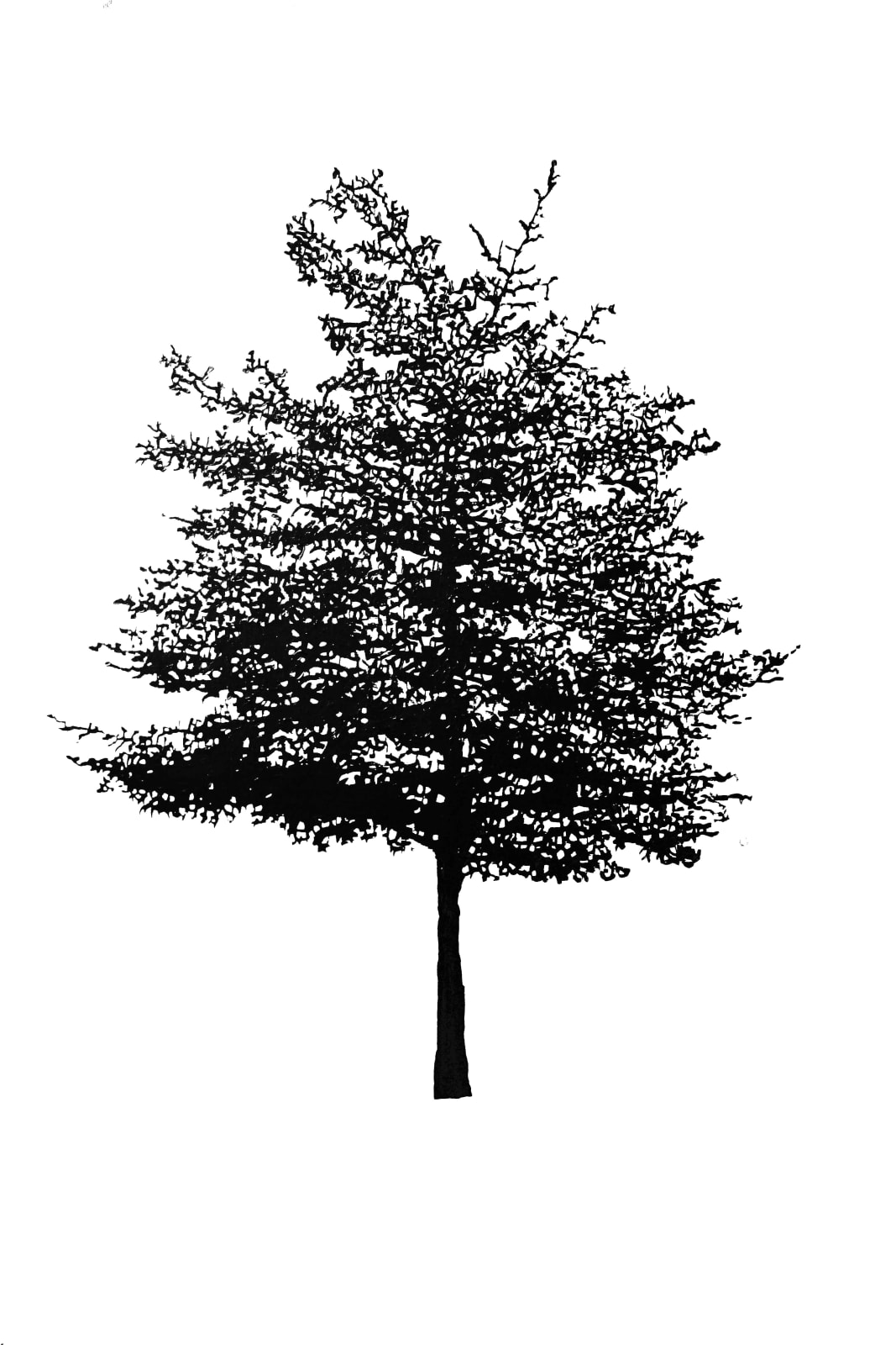 Eamon O'Kane, 100 Trees, 2020-24