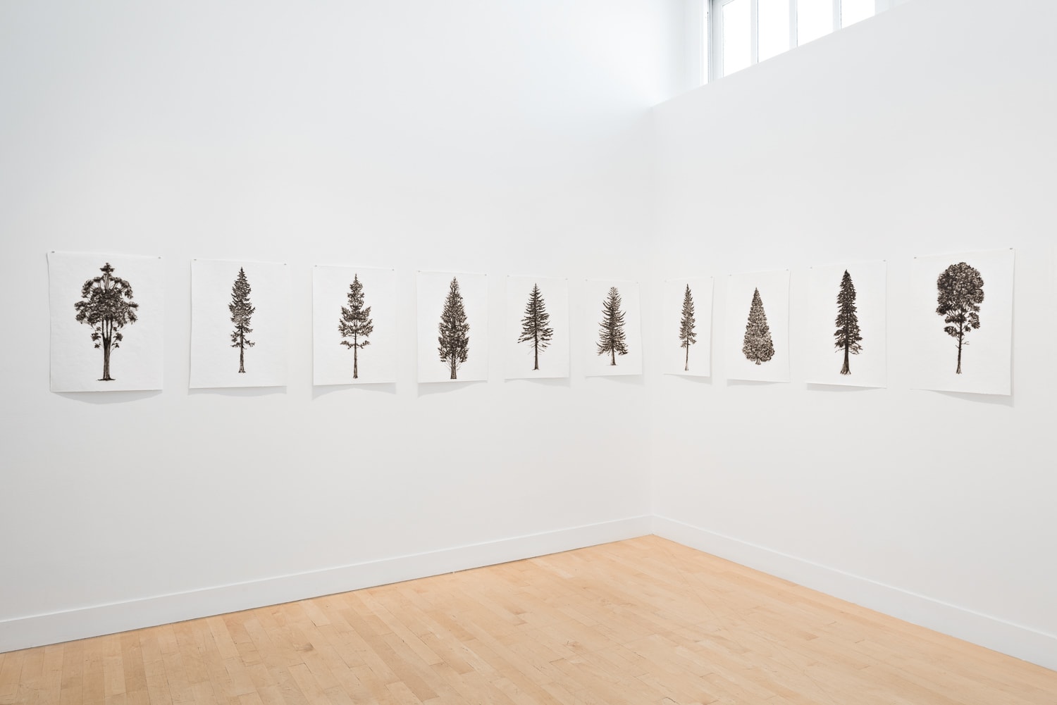 Eamon O'Kane, Baumtest, 2016