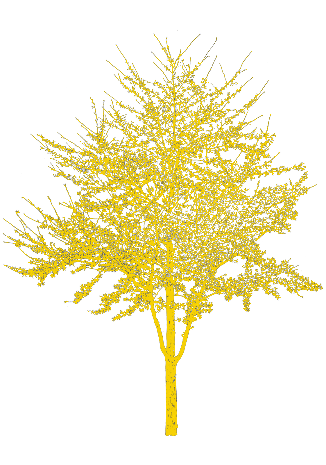 Eamon O'Kane, Colour Baum Test Series, 2022