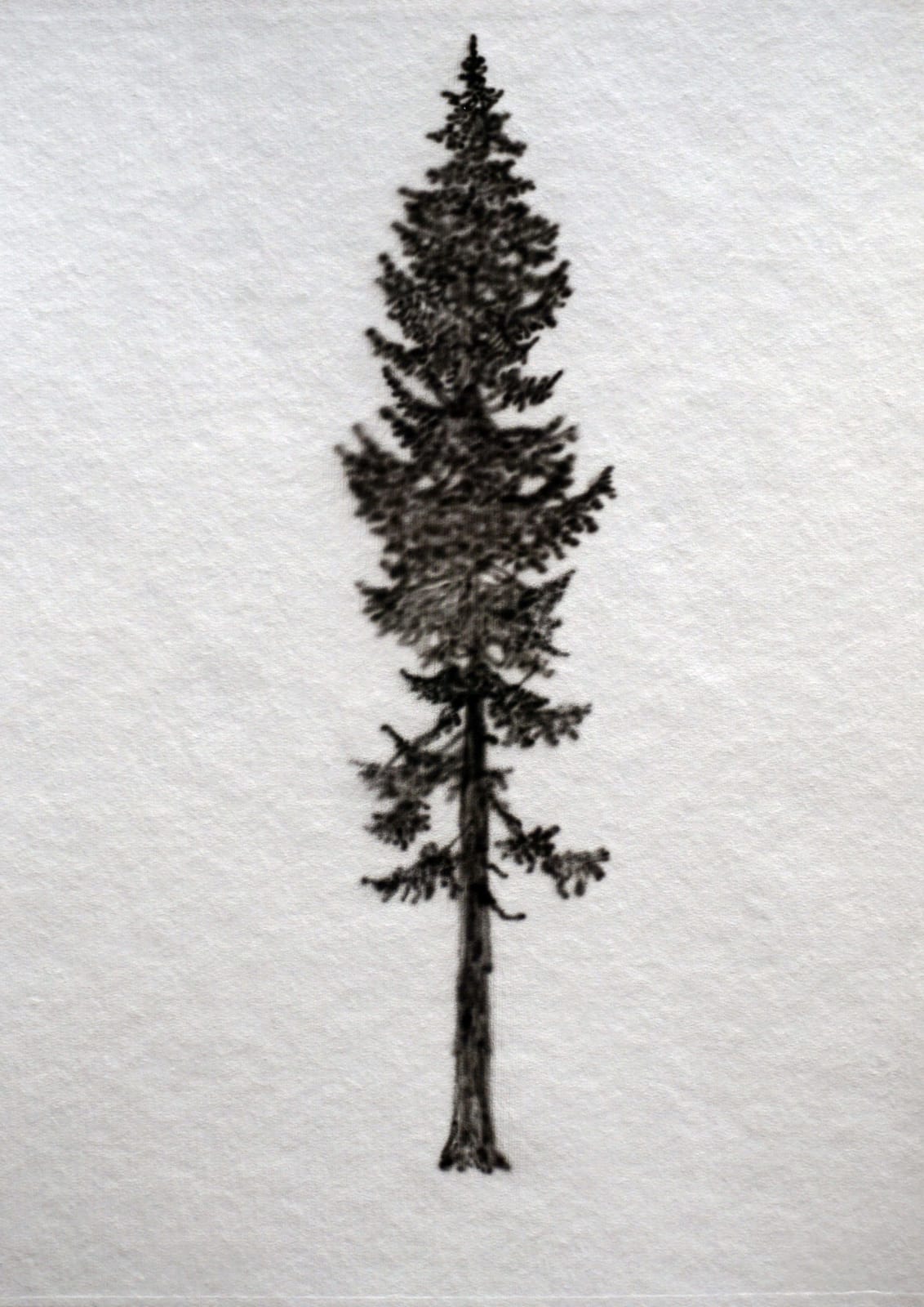 Eamon O'Kane, Baumtest, 2016