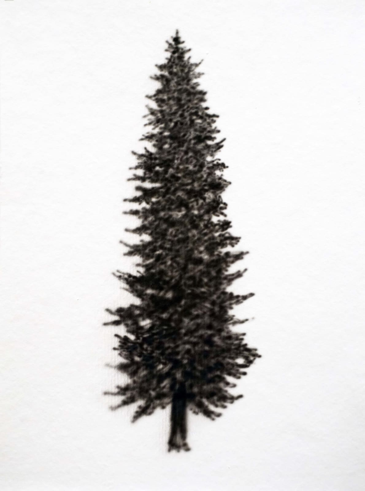 Eamon O'Kane, Baumtest, 2016