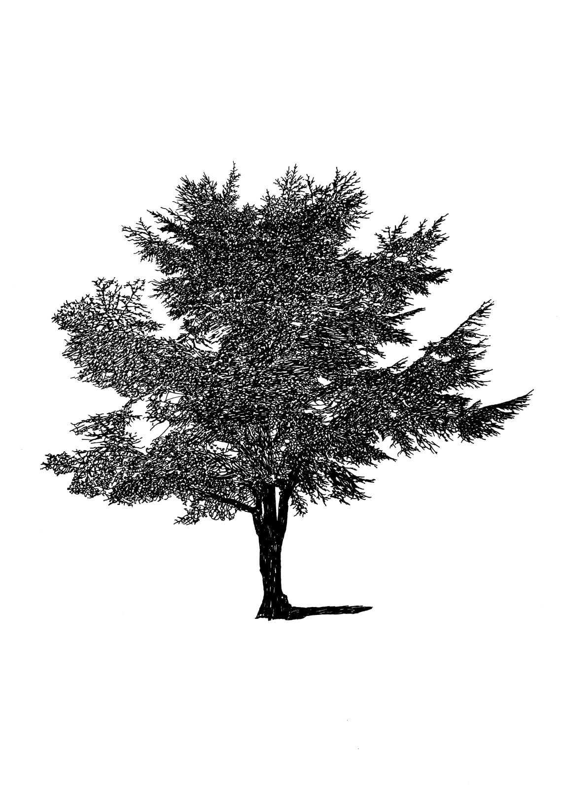 Eamon O'Kane, 100 Trees, 2020-24