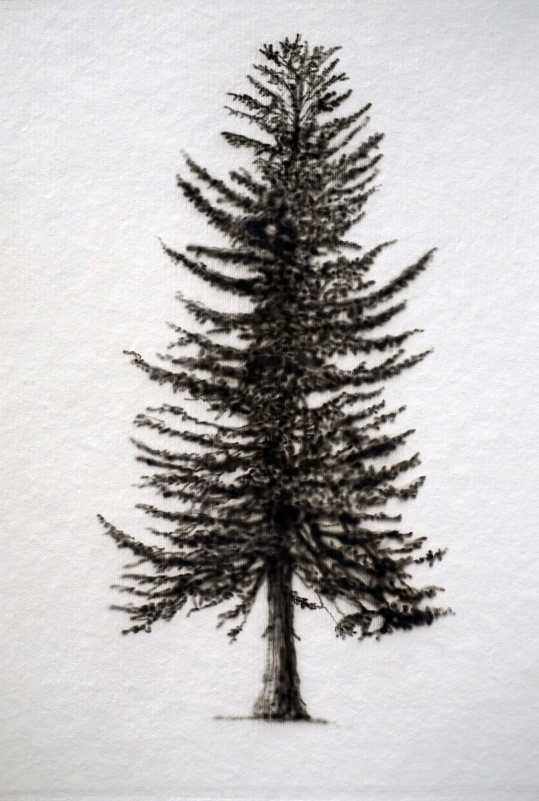 Eamon O'Kane, Baumtest, 2016