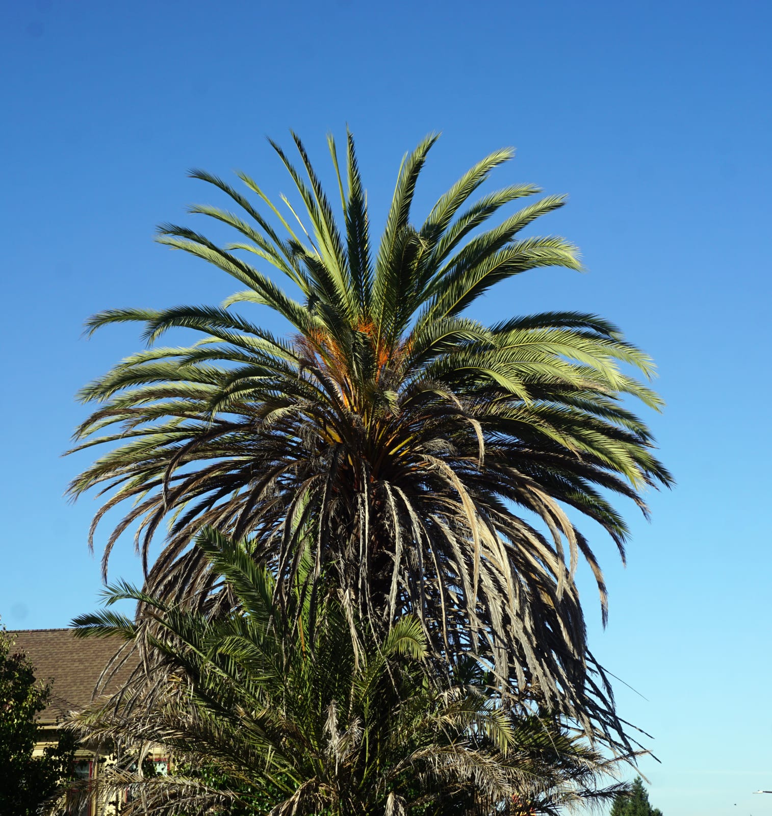 Eamon O'Kane, Trees, 1992 - 2021