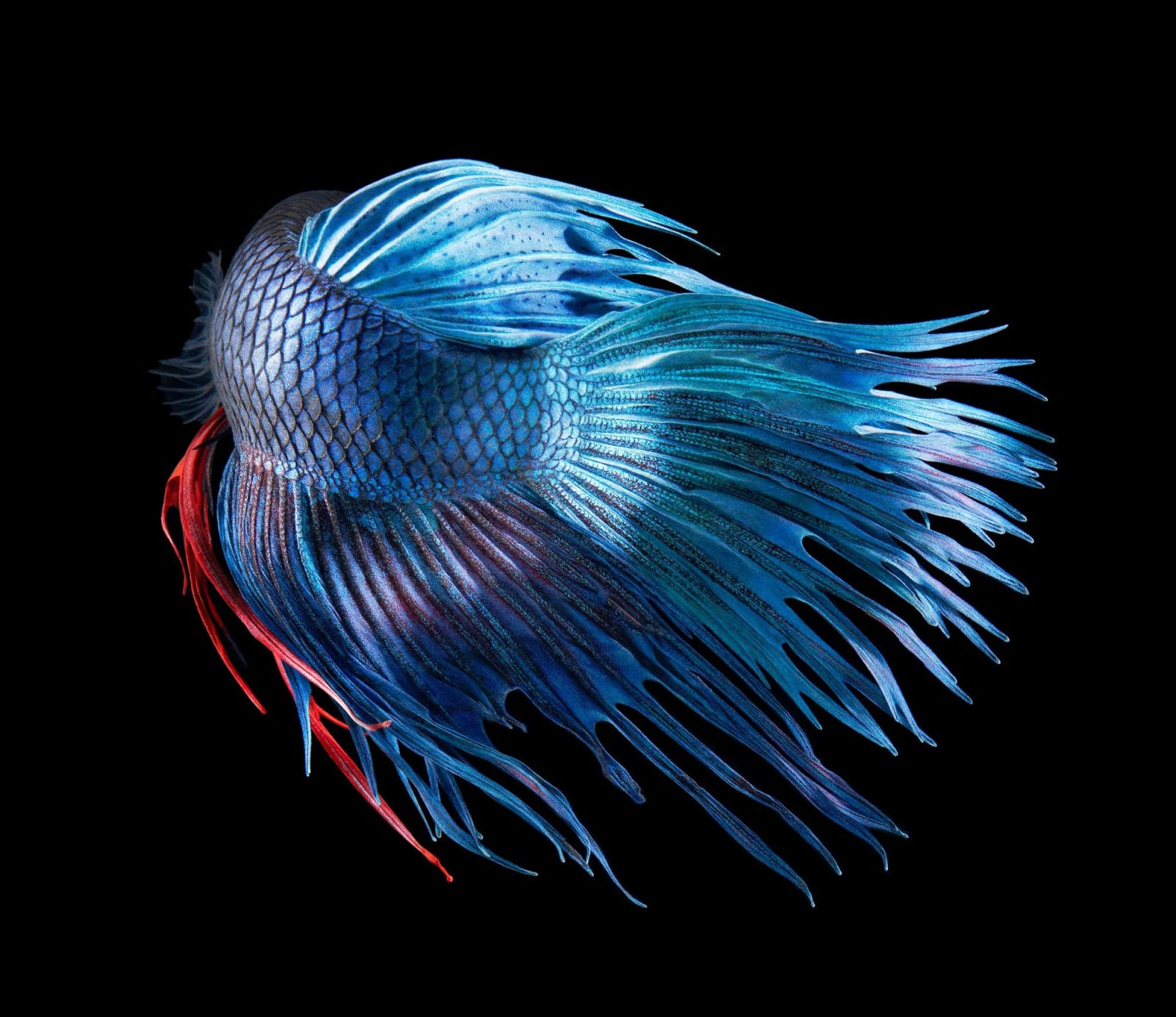 Tim Flach, Fighting Fish, 2010