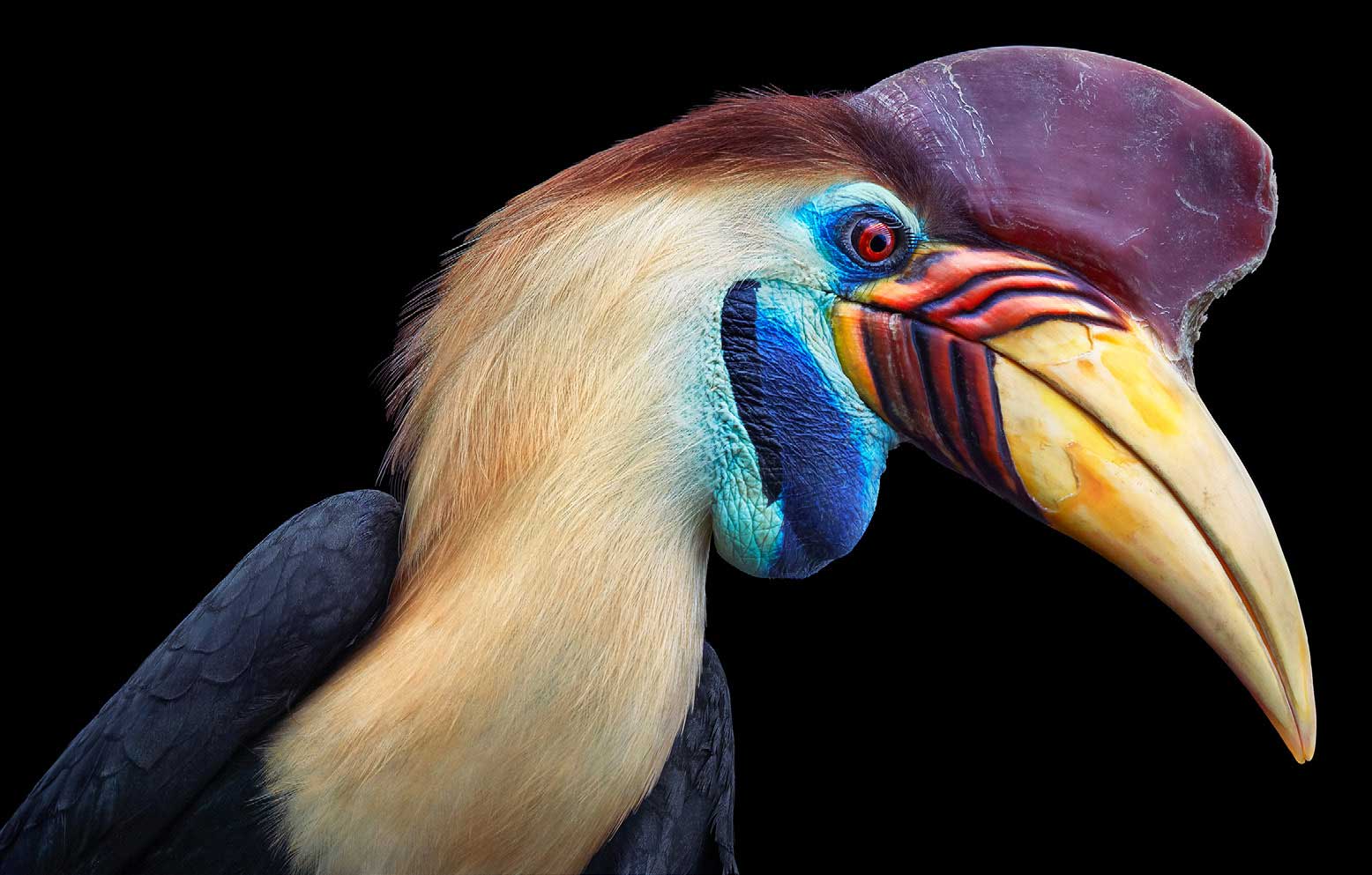 Tim Flach, Knobbed Hornbill, 2021