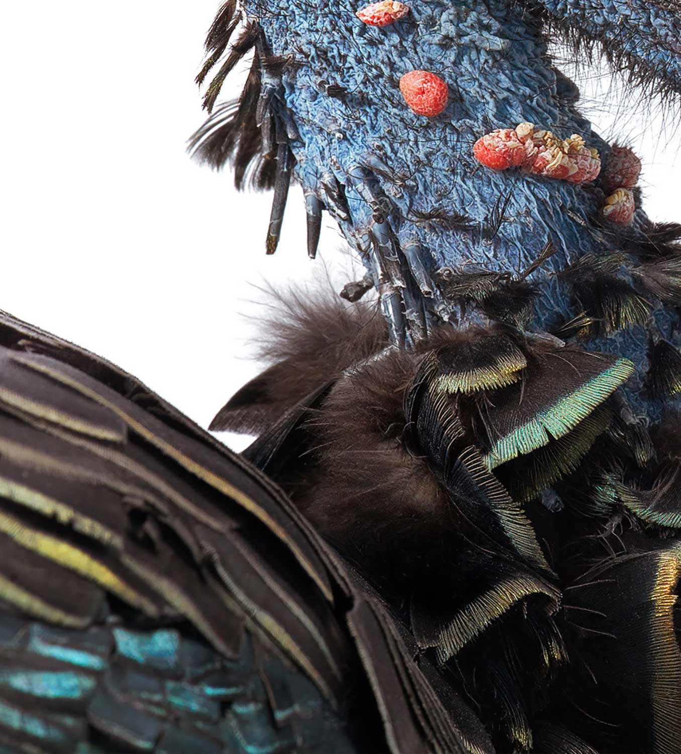 Tim Flach, Ocellated Turkey, 2021
