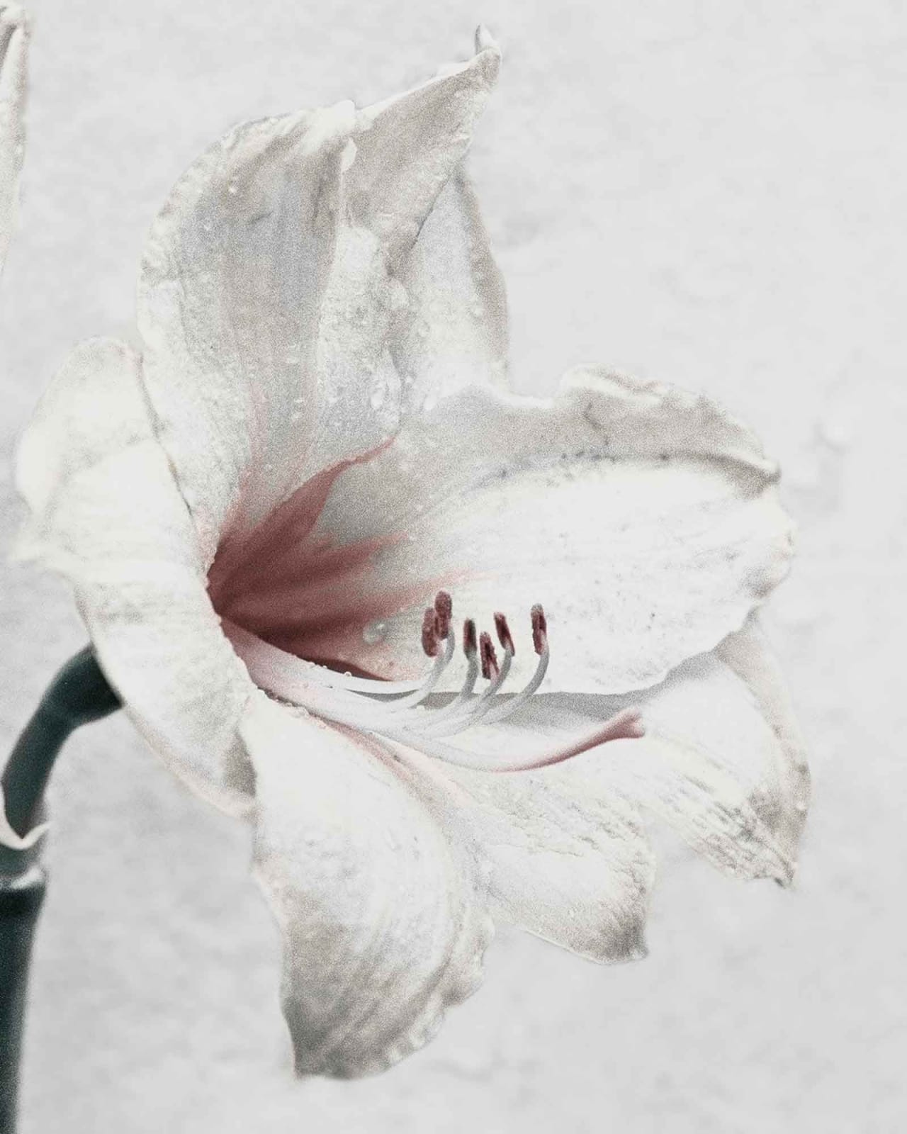 Vee Speers, Botanica #5 (Amaryllis), 2016