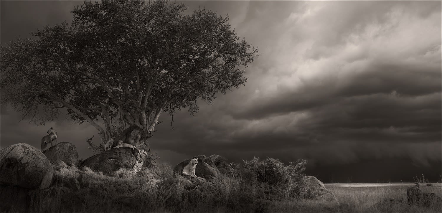 Joachim Schmeisser, Shelter, 2023