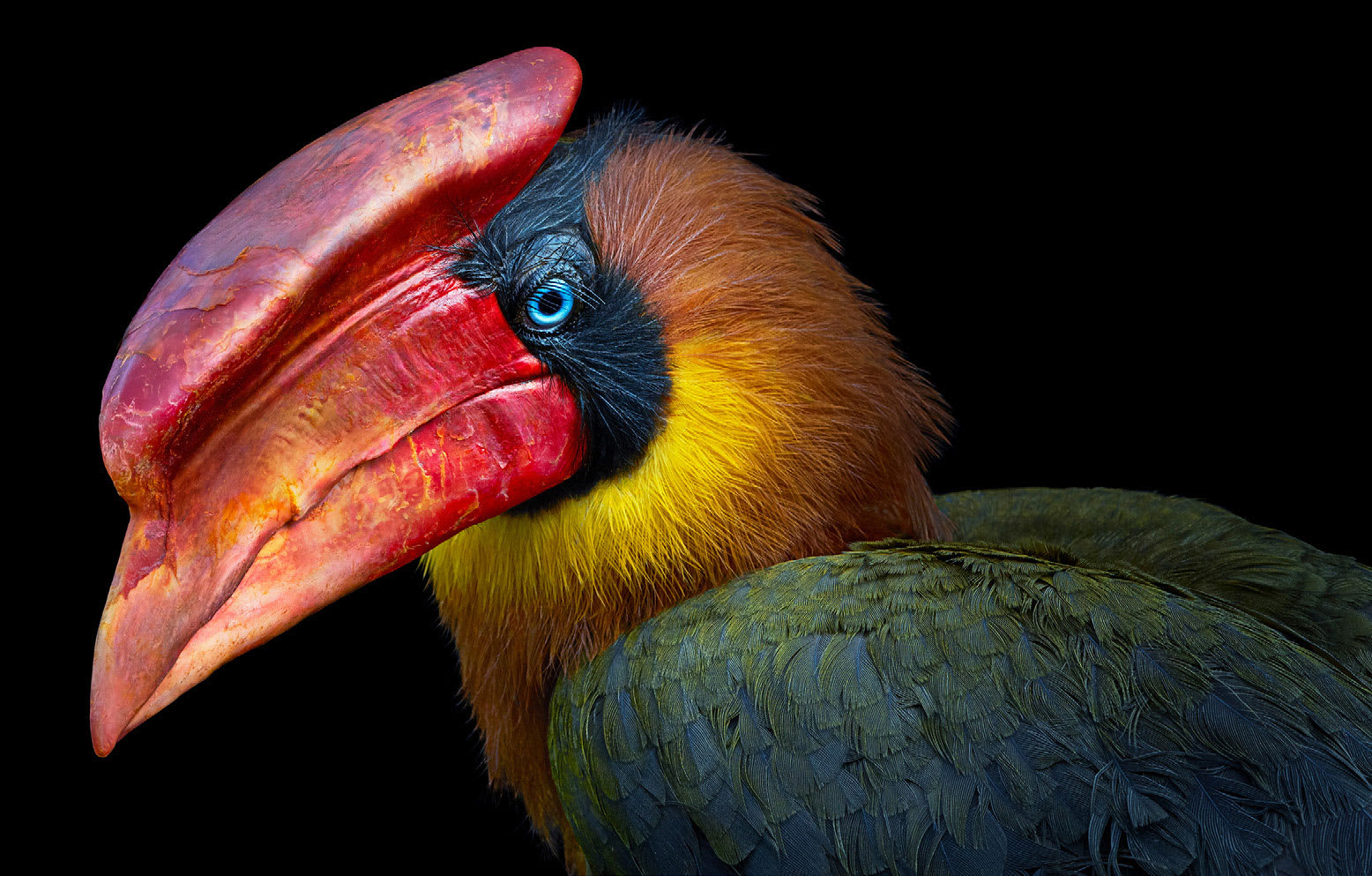 Tim Flach, Northern Rufus Hornbill, 2021