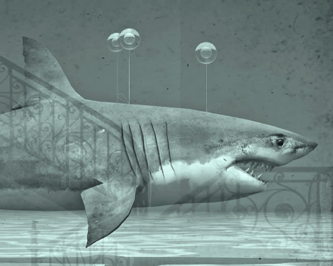 Jan Gulfoss, Requin Blanc, 2017