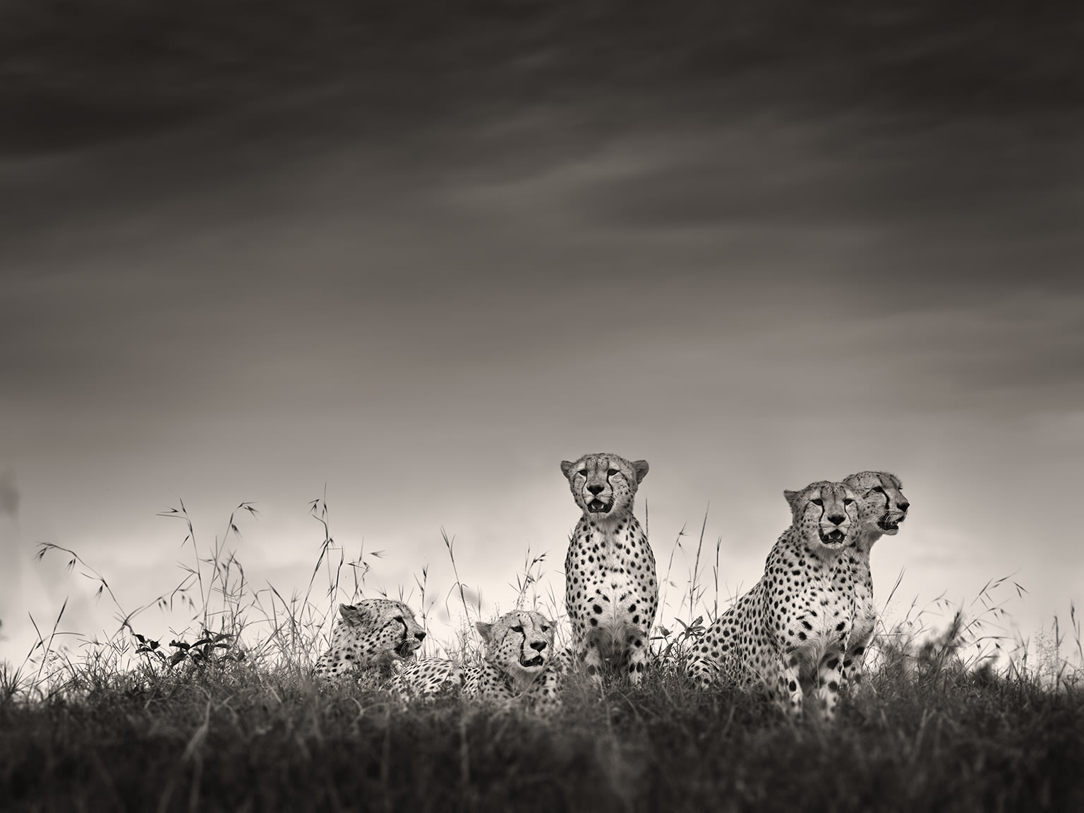 Joachim Schmeisser, Magnificent Five, Kenya, 2020