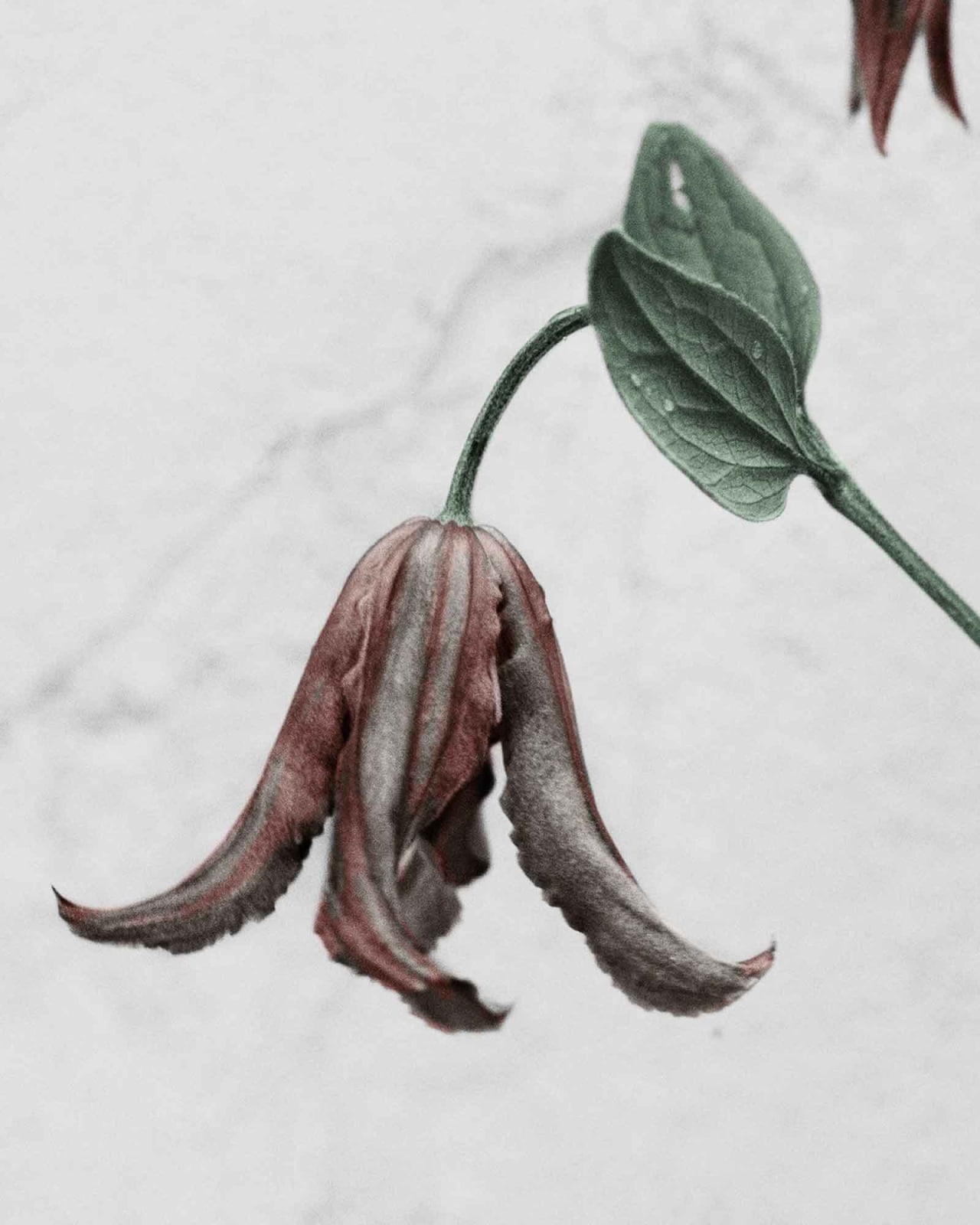 Vee Speers, Botanica #1 (Clematis), 2016