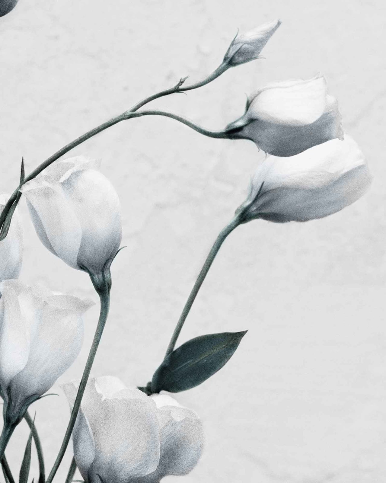 Vee Speers, Botanica #9 (Eustoma Grandiflorum), 2016