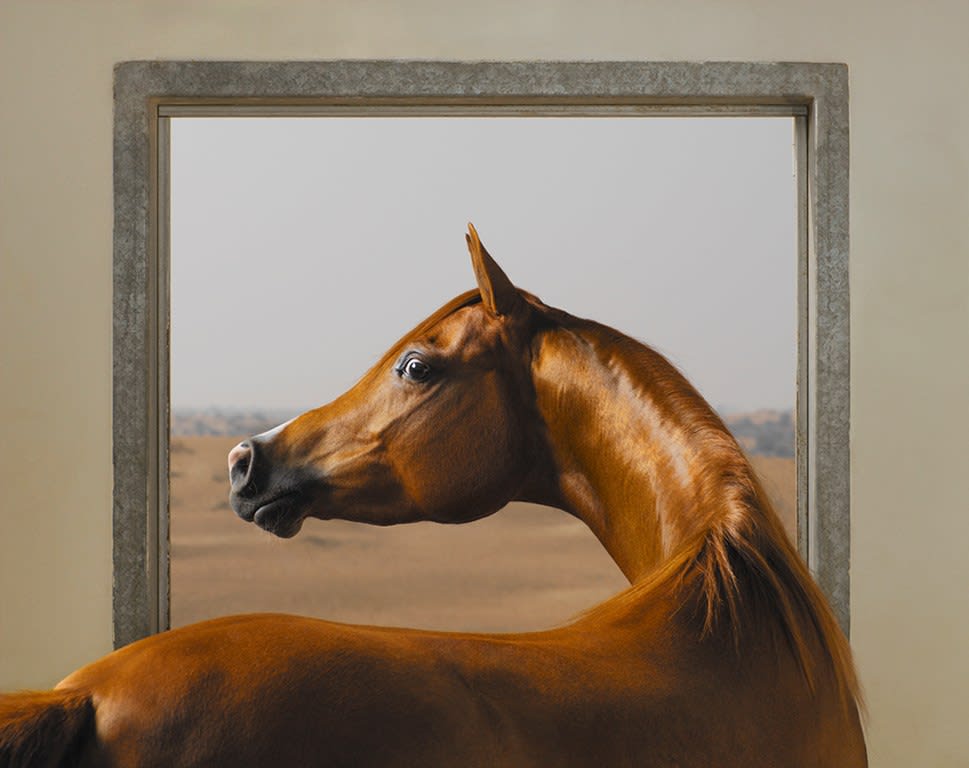 Tim Flach, Windows - Chestnut, 2008