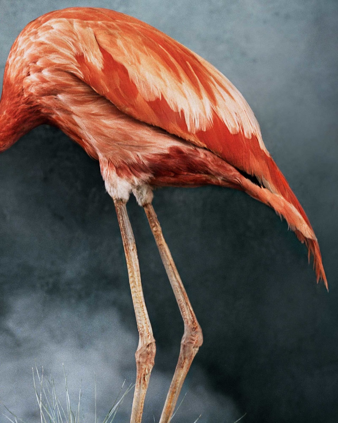 Vee Speers, Untitled #16, 2020