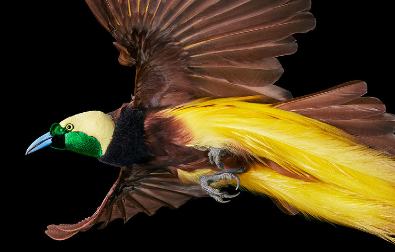 Tim Flach, Greater Bird of Paradise, 2021