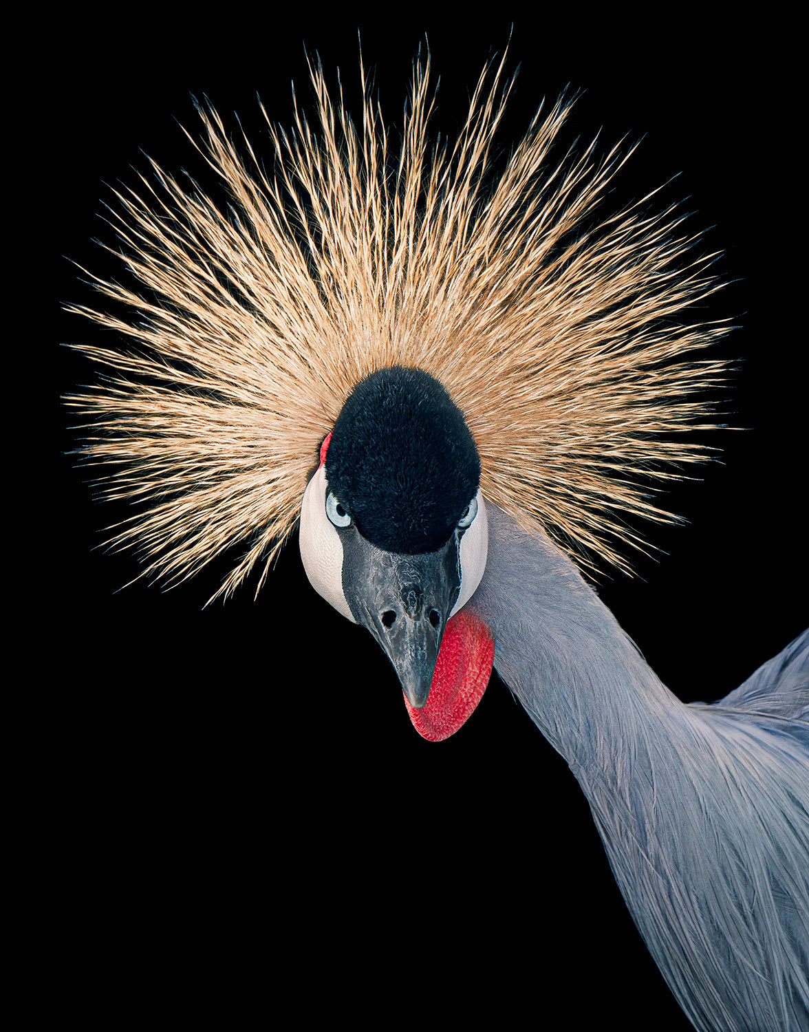 Tim Flach, Gray Crowned Crane - Portrait, 2021