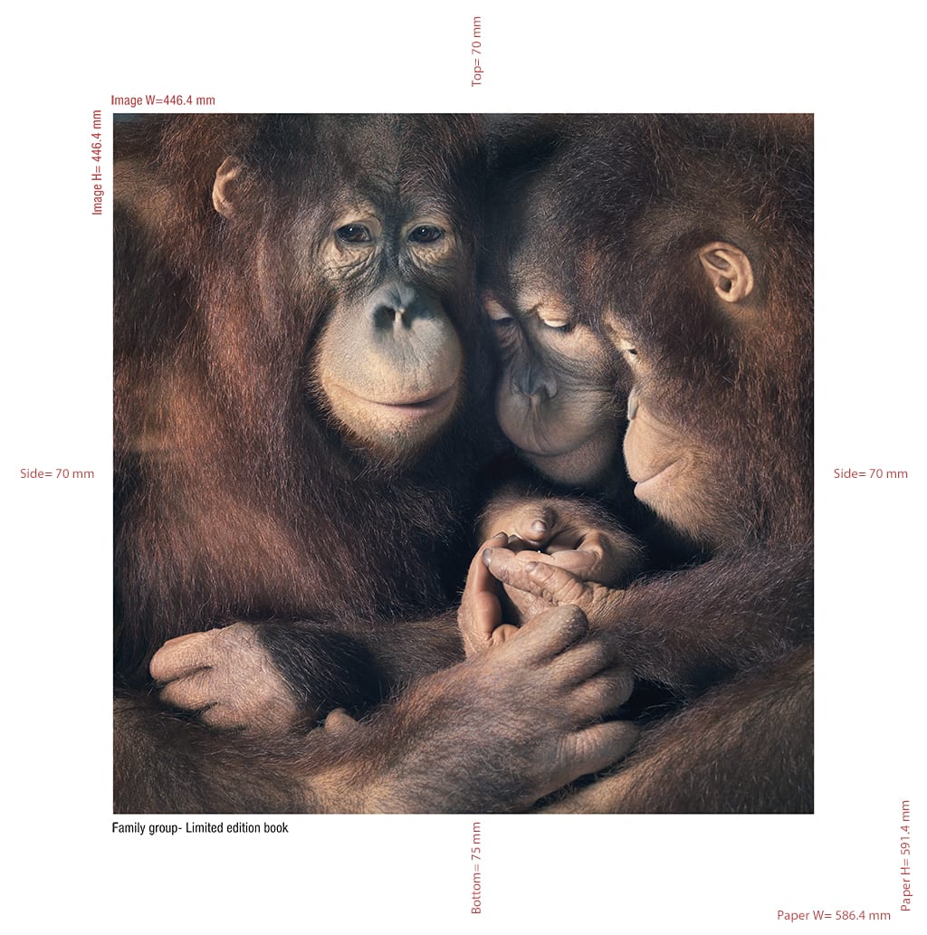 Tim Flach, Family Group + More Than Human Limited Edition | Echo 
